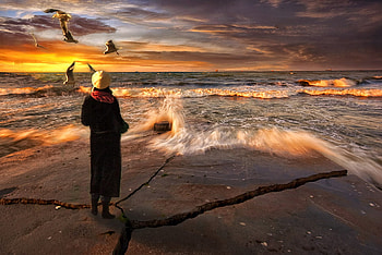 alone, waves, gull, sunset, beach HD wallpaper