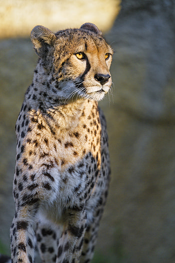 Animals, Cheetah, Predator, Big Cat, Sight, Opinion, Animal HD phone wallpaper
