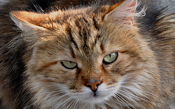 Animals, Cats HD wallpaper