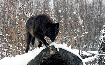 Animals, Winter, Snow, Forest, Wolf, Sight, Opinion, Log HD wallpaper