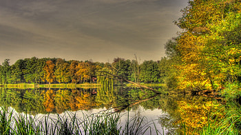 lakeside view, water, lake, green, tree HD wallpaper