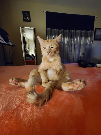 420 cat, high, joe mama, kittens, sleepy, deez nuts, kitty HD phone wallpaper