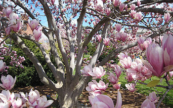 Magnolia, spring, tree, blossoms HD wallpaper