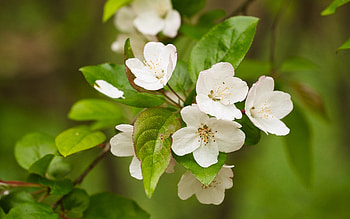 Apple Blossoms, apple, nature, flower, blossoms HD wallpaper