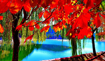 October, colorful, glow, colors, nice, reflection, shine, autumn, golden, fall, beautiful, tree, falling, leaves, mirrored, pretty, branches, nature, lovely, foliage HD wallpaper