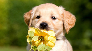 Labrador, Puppies HD wallpaper