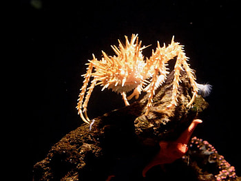 crab-dragon, sea, crab, coral, animals, dragon, fish, dark HD wallpaper