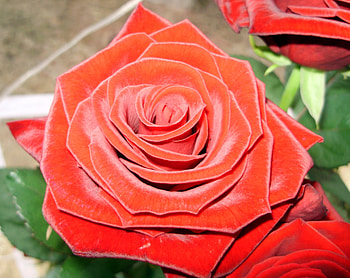 red rose, rose, , nice, red HD wallpaper