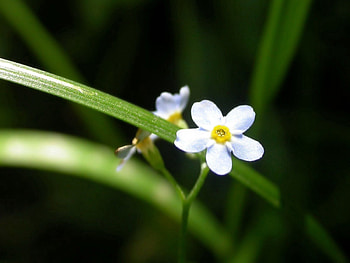 Flowers, Grass, Greens, Small HD wallpaper