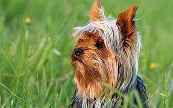 Yorkshire Terrier, Yorkshire, animal, dog, Terrier, friend HD wallpaper
