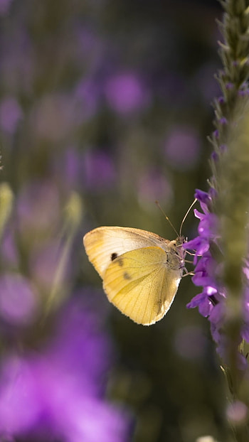 Yellow Butterfly, Adorable HD phone wallpaper