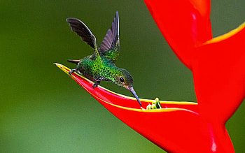 Fiery-throated Hummingbird On Red Wildflower, sweet, bird, flower, blossoms HD wallpaper