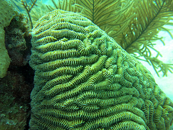 Brain Coral, nature, coral, water, brain HD wallpaper