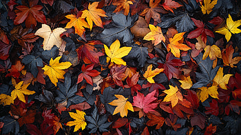Autumn Leaves - Stunning Ultra, Autumn, leaf, foliage, nature, colorful HD wallpaper