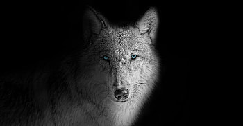 Wolf beast, Untamed power, Mysterious creature, Darkness and mystery HD wallpaper