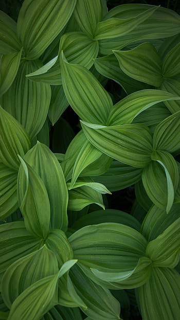 Leaves, Plant, Macro, Stripes, Streaks HD phone wallpaper