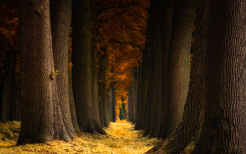 Autumn Forest, fall, landscape, trees, autumn, nature, forest HD wallpaper