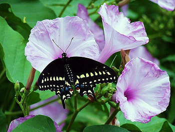 Pink bush, butterfly, pinkbush, green, flowers, black and yellow HD wallpaper