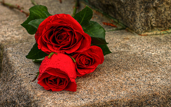 With Love, graphy, drops, beauty, rose, flower, roses, romance, beautiful, still life, pretty, red, red roses, nature, romantic, flowers, red rose, lovely, valentines day, for you HD wallpaper