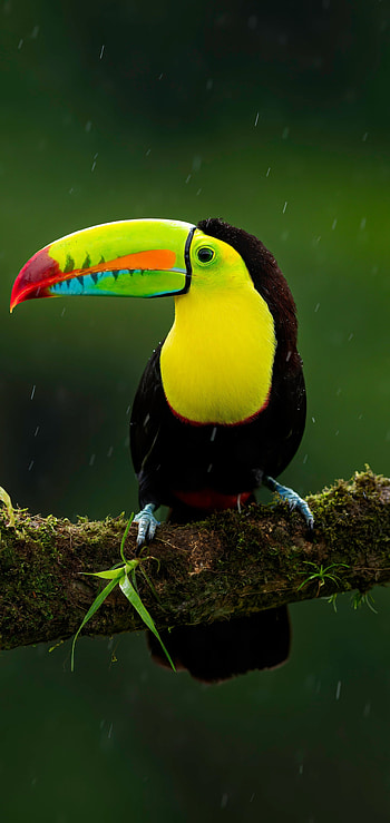bird, Animal HD phone wallpaper