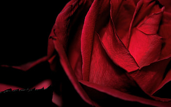 Macro, Rose Flower, Rose HD wallpaper
