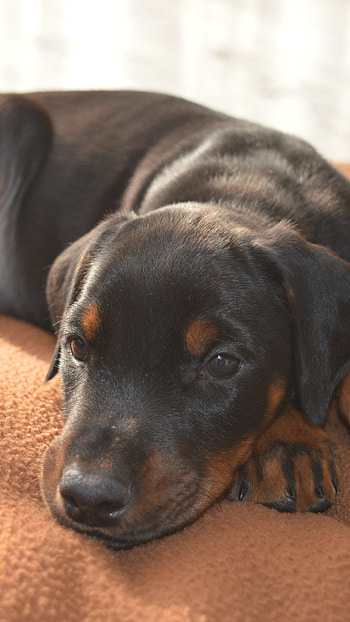 Doberman Dog, Cute Puppy HD phone wallpaper
