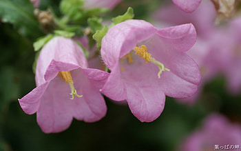 Plants, Flowers HD wallpaper