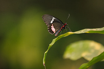 Animals, Pattern, Sheet, Leaf, Butterfly, Wings HD wallpaper