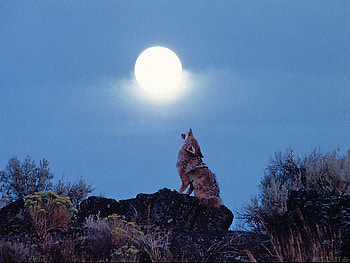Animals, Wolfs, Moon HD wallpaper