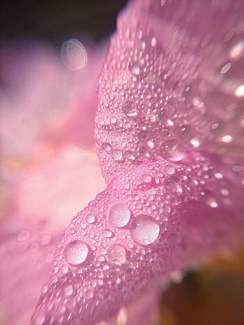 Macro, drops, petal, flower HD phone wallpaper