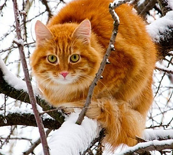 Cat on the Tree, winter, kitten, animals, snow, cat, tree HD wallpaper