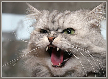 Kitty Not Like ...., teeth, fur, hiss, whiskers, snarl, ears, cat, feline HD wallpaper