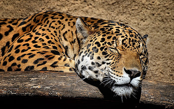 Animals, Jaguar, Muzzle, Big Cat, Dream, Sleep HD wallpaper