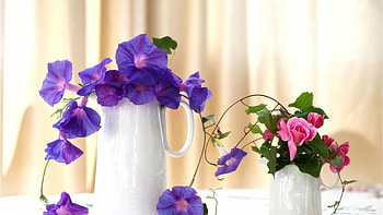Morning glory, blue, nature, flowers, roses HD wallpaper