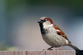 House sparrow, Passer domesticus, Bird graphy HD wallpaper