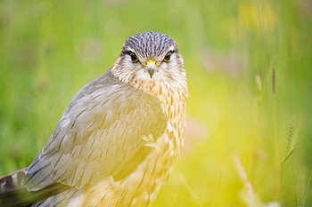 Animals, Bird, Predator, Hawk, Red-Tailed Buzzard, Red-Tailed Saric HD wallpaper