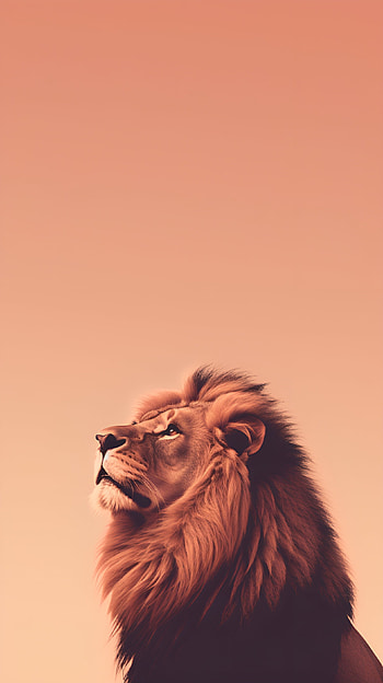 Lion Looking Up , lion, Wildlife, Animal HD phone wallpaper