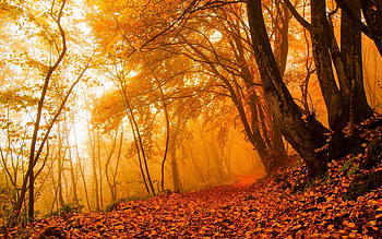 Autumn Forest, colors, leaces, trees, path, fall HD wallpaper
