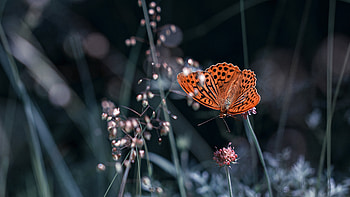 Butterfly, animal, macro, insect HD wallpaper