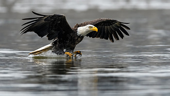 Bird bald eagle, Raptors, North American settlement, Canada and Alaska HD wallpaper