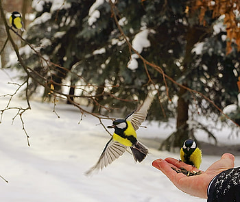 birds, winter, feeding, snow, hand HD wallpaper