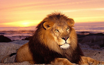 Animals, Cats, Sunset, Lions HD wallpaper