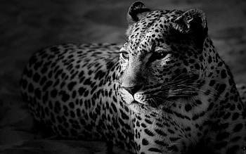 Animals, Leopard, Spotted, Spotty, Color, Bw, Chb HD wallpaper
