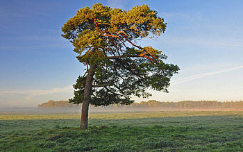 Nature, Shine, Light, Wood, Tree, Crown, Krone, Field, Morning, Lonely HD wallpaper