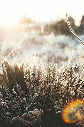 Macro, Glare, Shine, Light, Fern HD phone wallpaper