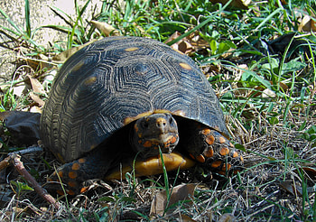 Animals, Grass, Spotted, Spotty, Climb, Turtle HD wallpaper