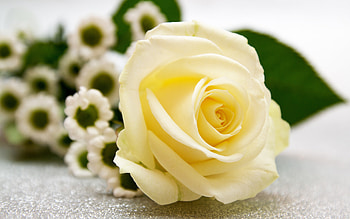 Rose, nature, pretty, flower HD wallpaper