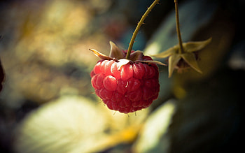 Raspberry, Macro, Sheet, Leaf, Branch, Berry HD wallpaper