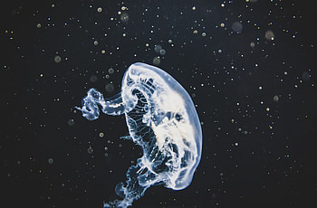White, glow, jellyfish HD wallpaper
