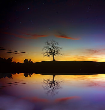 Tree, sunset, reflections, nature HD phone wallpaper